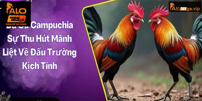 Đá gà cựa dao tại trường đấu Campuchia