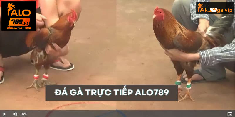 Giới thiệu sơ lược sân chơi đá gà trực tiếp ALO789