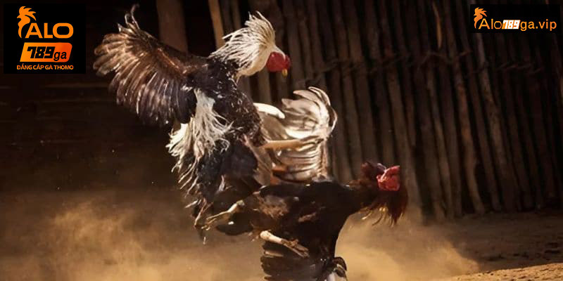 Giá trị thưởng cược đá gà cạnh tranh